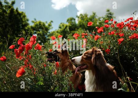 Zwei Hunde - Deutscher und australischer Schäferhund schauen zur Seite, während er in einem lebhaften roten Mohnfeld unter sonnigem Himmel sitzt. Stockfoto