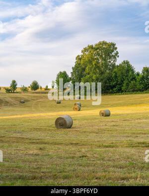 Runde Heuballen verstreut über frisch gemähtes Feld im goldenen Licht des Sonnenuntergangs. Friedliche ländliche Szene symbolisiert Ernte, Landwirtschaft, Schönheit der Landschaft Stockfoto