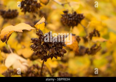 Physocarpus opulifolius im Herbst. Samen von gemeinem ninebark. Die Art der blühenden Pflanze in der Rosenfamilie Rosaceae. Stockfoto