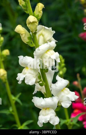 Erysimum cheiri eine frühlingsblühende Pflanze mit einer weißen Frühlingsblume, die allgemein als gewöhnliche Mauerblume bekannt ist Stockfoto