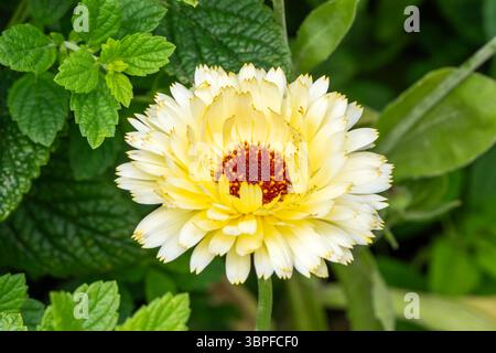 Calendula officinalis „Snow Princess“ eine im Frühling Sommer blühende Pflanze mit einer gelben Sommerblume, die allgemein als Topfblume bekannt ist Stockfoto