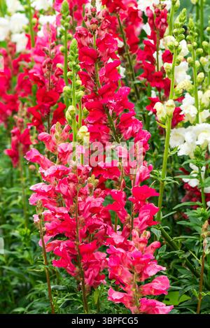 Erysimum cheiri eine frühlingsblühende Pflanze mit einer roten Frühlingsblume, die allgemein als gewöhnliche Mauerblume bekannt ist, im Gartenbau Stockfoto Stockfoto