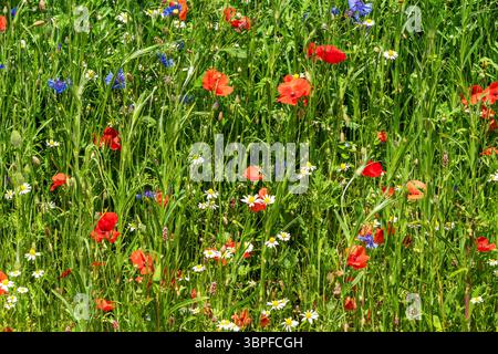 Cornfield flowers in a spring meadow field with springtime flowering plants such as poppies, cornflowers and daisies, gardening stock photo image Stockfoto