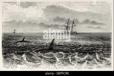 Der Killerwal-Delfin, North Cape. Zweite deutsche Nordpolexpedition der Schiffe La Germania und La Hansa 1869-1870 durch Kapitän Paul Friedrich August Hegemann (1836–1913) Le Tour du Monde 1874 Stockfoto