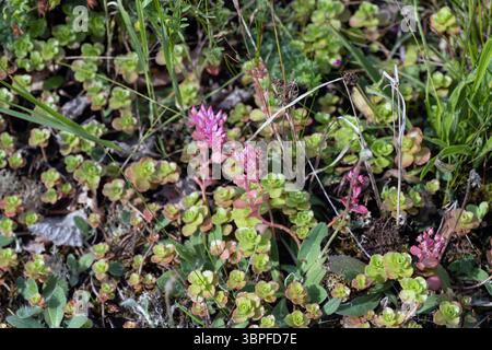 Blühendes Sedum „Lime Zinger“ Stockfoto