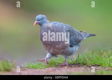 Holztaube, Columba palumbus, Futtersuche am Boden, Biotope, Lebensraum, Tiere, Vögel, Tauben, Stockfoto