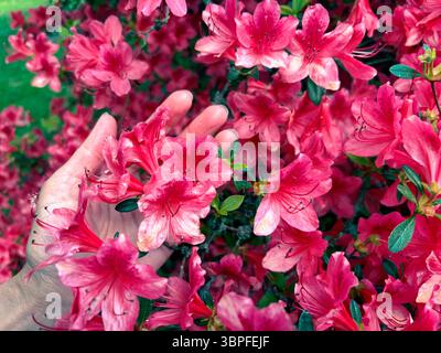 Schöner Busch rosa Azaleen Blume im Park. Rosafarbene Azaleblüten. Frühlingsblüte. Frauenhände berühren sanft Azaleen-Blüten. Stockfoto