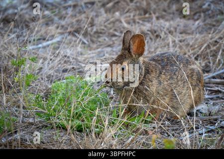 Ein Sumpfkaninchen, der am Fernandina Beach Florida zu Abend essen will. Stockfoto