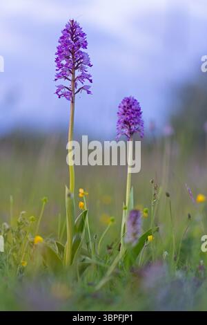 Helm Orchidee, Orchis militaris, Makro, Pflanze, Orchidee, Blume, Blüte, Familie der Orchideen und Orchideen, Stockfoto