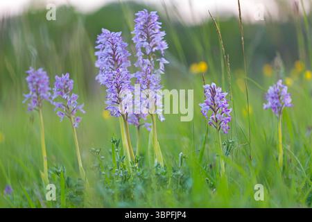 Helm Orchidee, Orchis militaris, Makro, Pflanze, Orchidee, Blume, Blüte, Familie der Orchideen und Orchideen, Stockfoto
