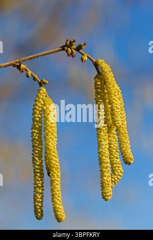 Haselnussstrauch, Haselnussstrauch, Blüte, Corylus avellana Corylus avellana, Pollen, Blütenpollen, Heuschnupfen, Allergien, Pflanzenarten, Birke Stockfoto