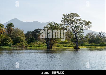 Grüne Bäume im See auf Mombacho Vulkanlandschaft Hintergrund Stockfoto