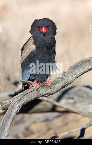 Bateleur, Terathopius ecaudatus, Tiere, Vögel, Raubvögel, Unterfamilie der Schlangenadler, Adler, Afrika, Barsch, Stockfoto