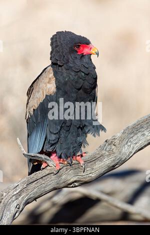 Bateleur, Terathopius ecaudatus, Tiere, Vögel, Raubvögel, Unterfamilie der Schlangenadler, Adler, Afrika, Barsch, Stockfoto