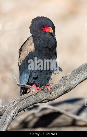Bateleur, Terathopius ecaudatus, Tiere, Vögel, Raubvögel, Unterfamilie der Schlangenadler, Adler, Afrika, Barsch, Stockfoto