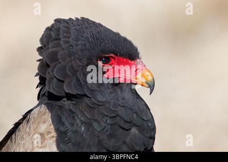 Bateleur, Terathopius ecaudatus, Tiere, Vögel, Raubvögel, Unterfamilie der Schlangenadler, Adler, Afrika, Barsch, Porträt, Stockfoto