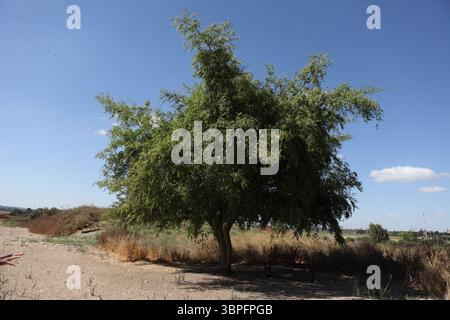Ziziphus Spina Christi, Christus Dorn Jujube oder der Dornbaum, die Dornenkrone, die Jesus Christus trug, wurde mit Zweigen eines solchen immergrünen Baumes gemacht. Stockfoto