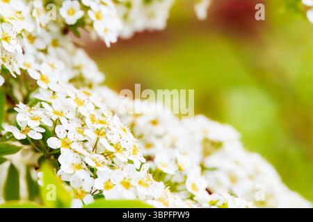 Überströmende weisse Blüten der im Sonnenlicht kaskadierenden Brautspirale. Feiern Sie saisonale Vielfalt, visuelle Harmonie und Leben in der Blüte. Für Federgehäuse Stockfoto