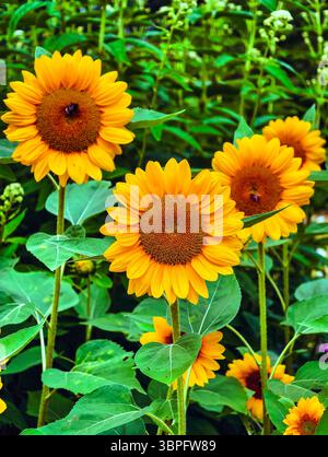 Sonnenblume in voller Blüte. Fesselnde Blumenfotografie perfekt für Naturliebhaber, Hintergrundbilder und digitales Marketing. Natürlicher Hintergrund Stockfoto