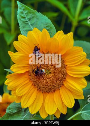 Wunderschöne Sonnenblume in voller Blüte mit Bienen. Fesselnde Blumenfotografie perfekt für Naturliebhaber, Hintergrundbilder und digitales Marketing Stockfoto