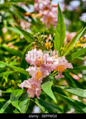 Lebendige rosa Wüste Weide Blume abstrakter Hintergrund - atemberaubende High-Res Wallpaper für Telefone, Tablets, Fernseher, soziale Medien, Marketing und kreatives Web-Design - Natur Blumen Dekor Stockfoto