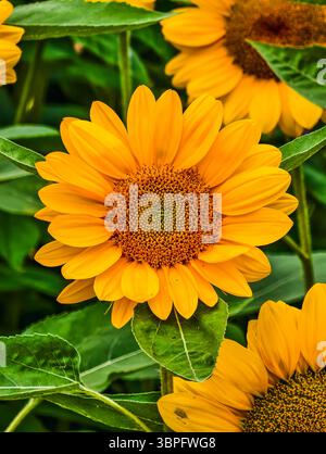 Sonnenblume in voller Blüte. Fesselnde Blumenfotografie perfekt für Naturliebhaber, Hintergrundbilder und digitales Marketing. Natürlicher Hintergrund Stockfoto