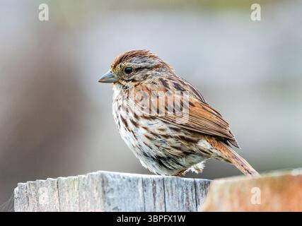 Ein Song Sparrow (Melospiza melodia), der auf einem Zaunpfosten thront. Kalifornien, USA. Stockfoto