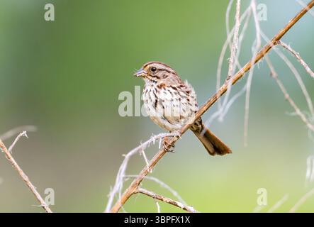 Ein Song-Sparrow (Melospiza melodia), der auf einem Zweig thront. Kalifornien, USA. Stockfoto
