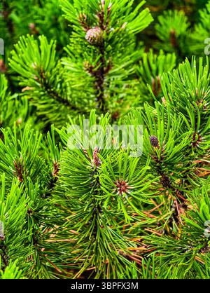 Lebendiger grüner Kiefernnadelabstrakter Hintergrund mit Kegeln - atemberaubendes High-Resolution Hintergrundbild für Telefone, Tablets, Fernseher, soziale Medien, Marketing, Werbeanzeigen und Creative Web Design Stockfoto