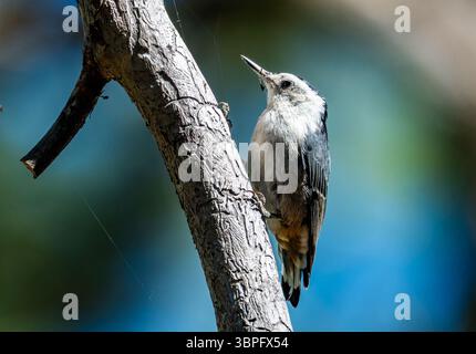 Eine Weißbrust-Nuthatch (Sitta carolinensis), die auf einem Baum auf der Suche ist. Kalifornien, USA. Stockfoto