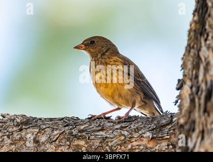 Ein unreifer, dunkeläugiger Junco (Junco hyemalis), der auf einem Baum thront. Kalifornien, USA. Stockfoto