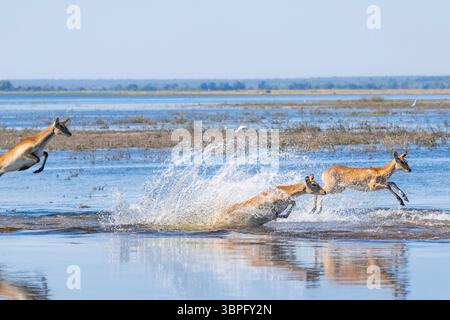 Lechwe (Kobus leche) hüpft anmutig durch das glitzernde blaue Wasser im Chobe National Park, Botswanas lebendige Wildnis Stockfoto