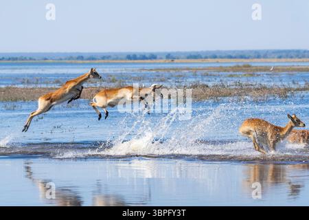 Lechwe (Kobus leche) hüpft anmutig durch das glitzernde blaue Wasser im Chobe National Park, Botswanas lebendige Wildnis Stockfoto