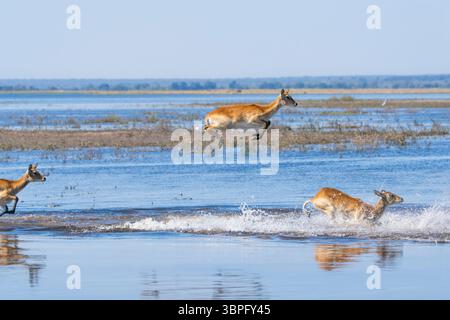 Lechwe (Kobus leche) hüpft anmutig durch das glitzernde blaue Wasser im Chobe National Park, Botswanas lebendige Wildnis Stockfoto