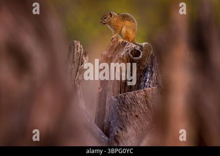 Chobe River, Botswana, Afrika. Tierwelt Natur. Baumhörnchen, Paraxerus cepapi chobiensis, Detail eines exotischen afrikanischen Säugetieres auf dem Baum. Stockfoto