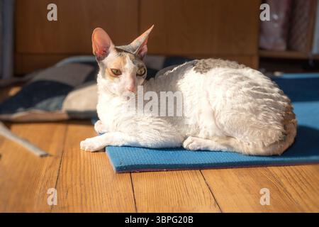Cornish Rex Katze mit gelocktem weißem Fell und farbigen Flecken, die auf blauer Matte im Sonnenlicht auf Holzboden liegen, perfekt für Haustierthemen in Innenräumen und gemütliches Zuhause Stockfoto