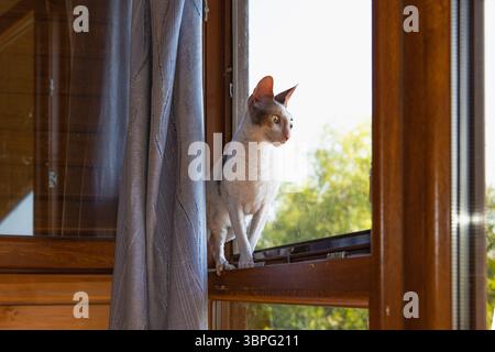 Cornish Rex Katze mit lockigem weißem Fell und farbigen Flecken auf Fensterbank mit Blick nach draußen, Sonnenlicht und Bäume im Hintergrund, perfekt für drinnen Stockfoto