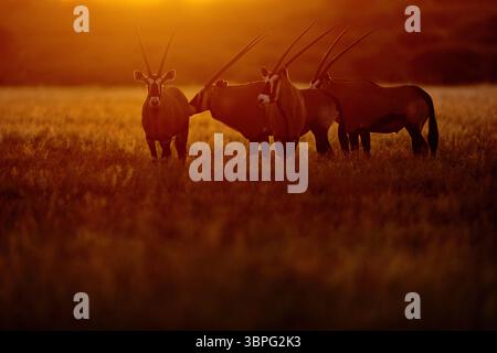 Oryx mit orangefarbenem Gras am Abend Sonnenuntergang. Gemsbock große Antilope im natürlichen Lebensraum, Botswana wilde Wüste. Tierwelt im Zentrum von Kalahari. Wunderschönes kultiges GE Stockfoto