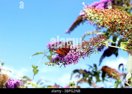 Pfauen-Schmetterling, der sich an einer violetten Buddleia ernährt, auch bekannt als Schmetterlingsstrauch Stockfoto