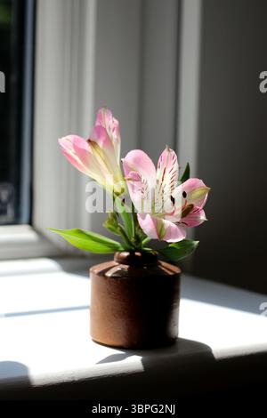Ein kleiner Teil der Alstroemeria „Sommerpause“ in einem kleinen Steingut-Topf (ein antikes Tintenfass) fängt Licht auf der Fensterbank Stockfoto