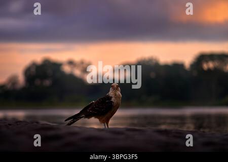 Gelbkopfkarakara, Milvago Chimachima, Vogel fliegen über grüner Vegetation. Caracara-Flug im Naturgebiet Tarcoles, Carara NP, Costa Rica. W Stockfoto