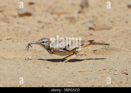 Kap Verde Wiedehopf Lark (Alaemon alaudipes boavistae) Stockfoto