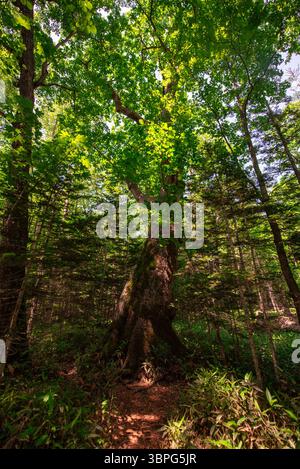 Unter dem warmen Licht der Sonne stehen junge Bäume still um einen alten Baum – eine sanfte Szene der Zeit und des Wachstums in der Natur. Stockfoto