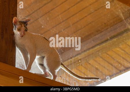 Cornish Rex Katze mit lockigem weißem Fell und farbigen Flecken, die drinnen auf hölzernem Fensterbrett stehen und mit Neugier nach unten schauen, Tierleben und Heimszene Stockfoto