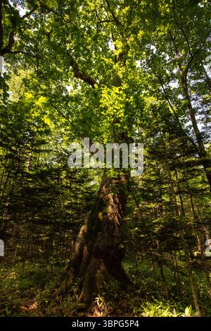 Unter dem warmen Licht der Sonne stehen junge Bäume still um einen alten Baum – eine sanfte Szene der Zeit und des Wachstums in der Natur. Stockfoto