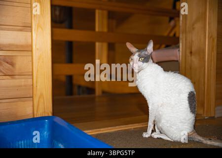 Cornish Rex Katze mit weißem gelocktem Fell und farbigen Markierungen, die zu Hause neben einem blauen Katzenklo sitzen und die Hygiene und Pflege von Haustieren in einem gemütlichen hölzernen i repräsentieren Stockfoto