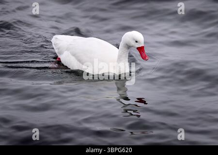 Patagonien in Chile. Coscoroba-Schwan, Vogel im Wasser. Weißer Vogel mit rotem Schnabel. Schwäne aus Puerto Natales, Chile. Natur. Gänseente in der Oberfläche W Stockfoto