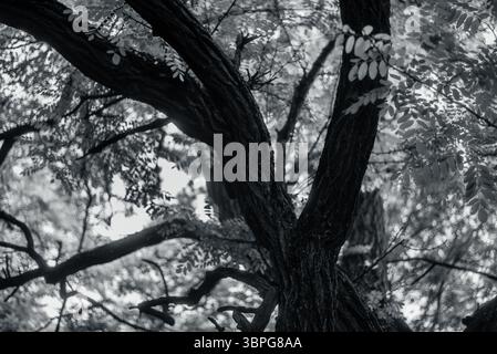 Unter dem warmen Licht der Sonne stehen junge Bäume still um einen alten Baum – eine sanfte Szene der Zeit und des Wachstums in der Natur. Stockfoto