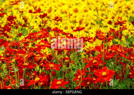 Lebendiges Feld mit roten und gelben Wildblumen, das an einem sonnigen Frühlingstag in perfekter Harmonie blüht Stockfoto