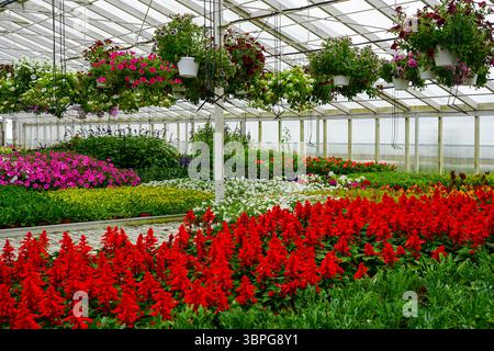 Buntes Blumengewächshaus blüht mit Petunien, Salvias und hängenden Körben in voller Anzeige Stockfoto